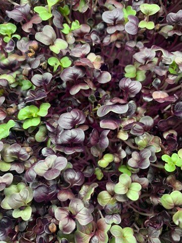 Rambo Radish: The Purple Microgreen Superfood